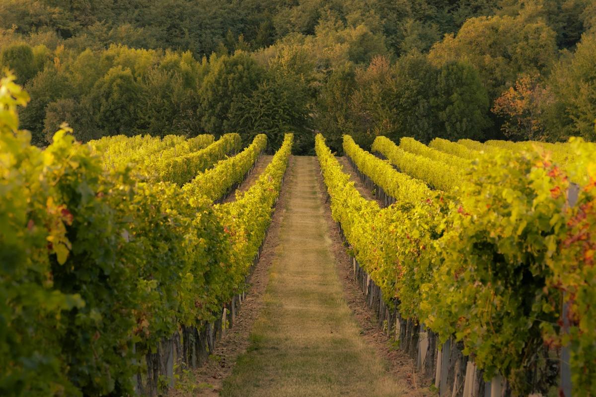 Before-and-after facial photos of study participant showing reduced redness and clearer skin after 8 weeks of vineyard-direct organic wine consumption
