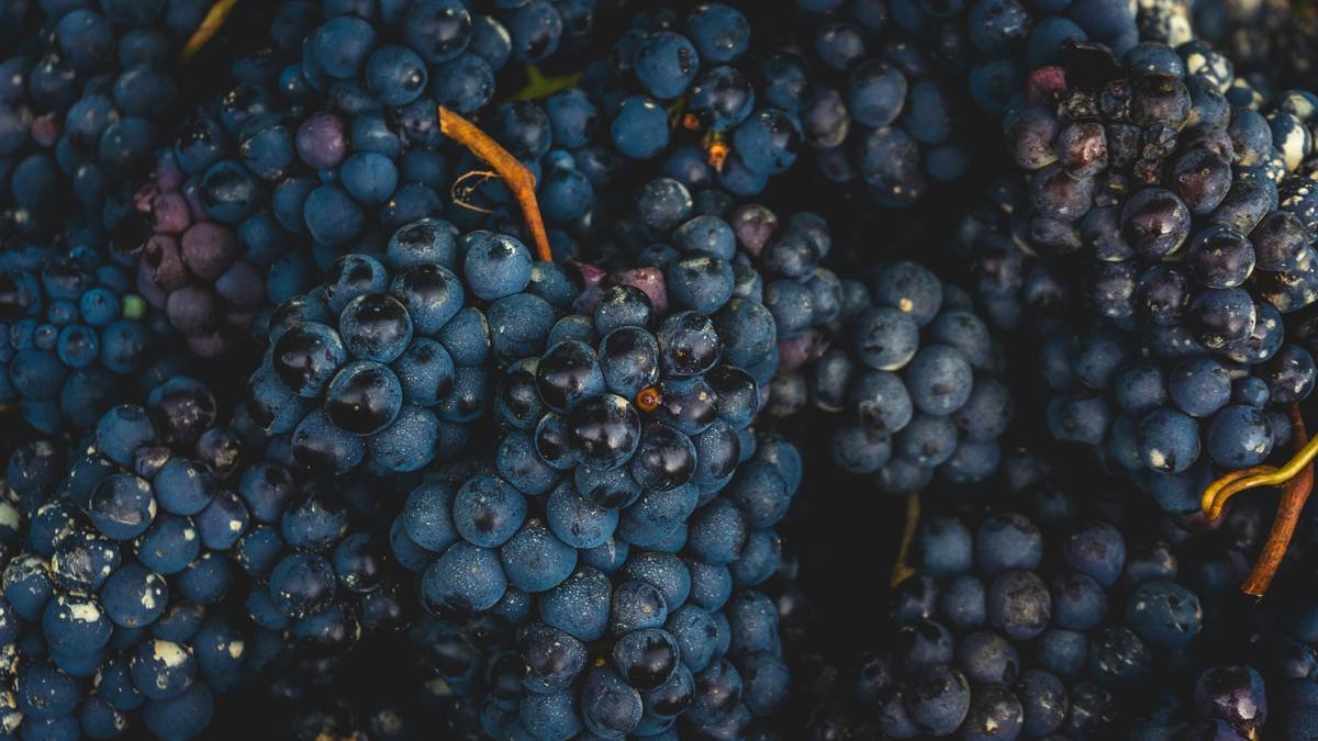 Chart comparing polyphenol levels in heritage vs. young organic vines