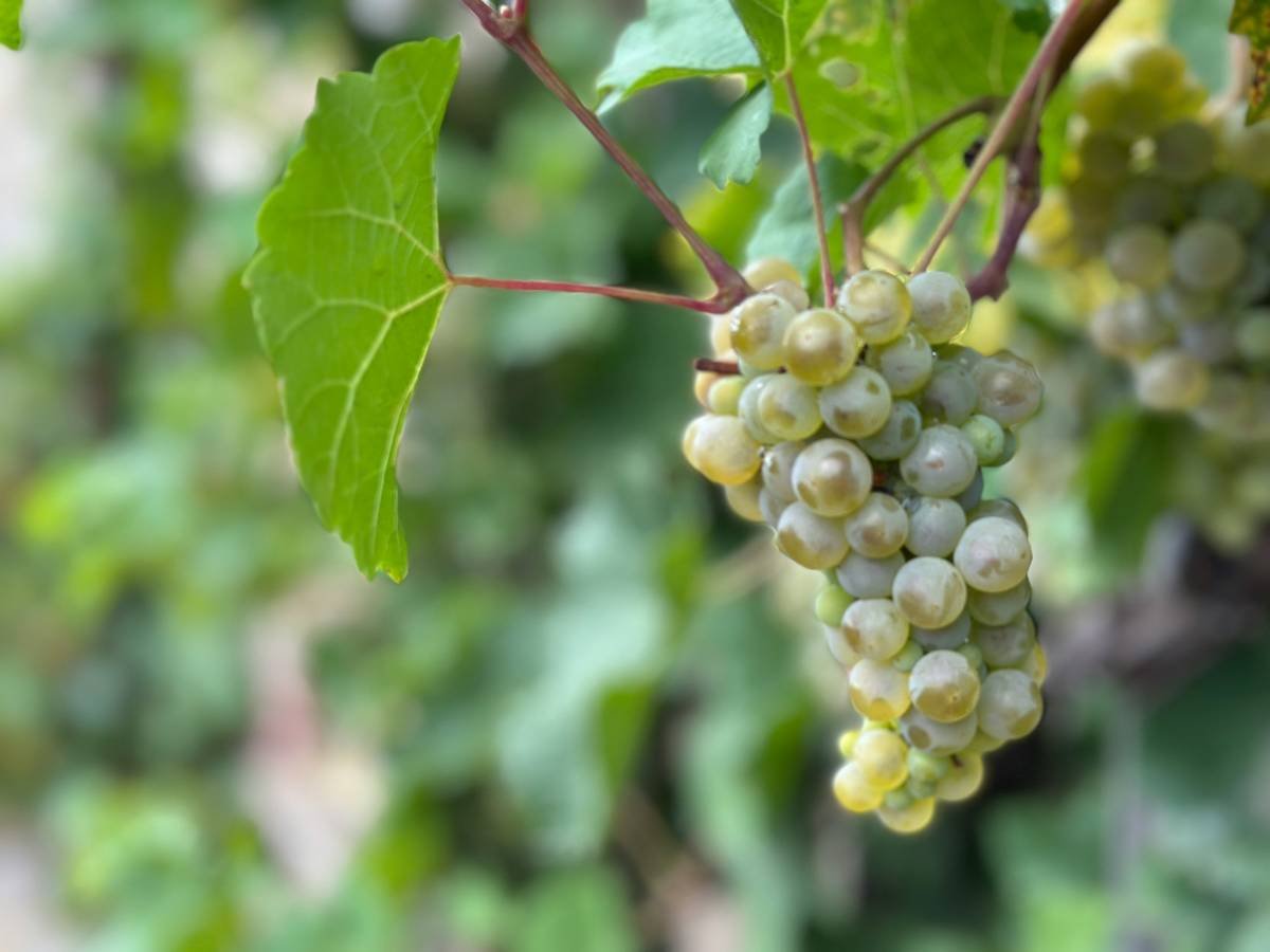 Comparison chart showing USDA Organic, Demeter Biodynamic, and Clean Wine certifications side-by-side with sulfite limits and traceability requirements