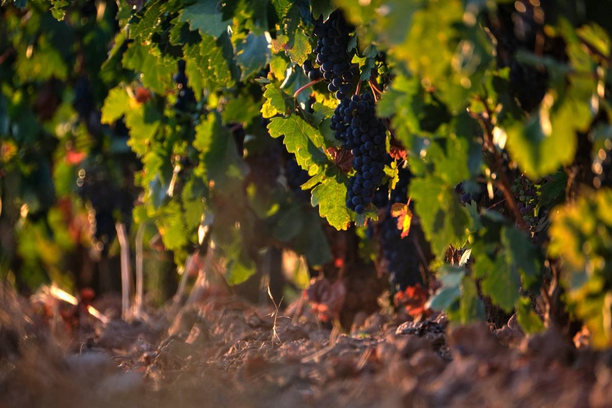 Cross-section diagram showing deep root systems of dry-farmed grapevines vs shallow roots of irrigated vines