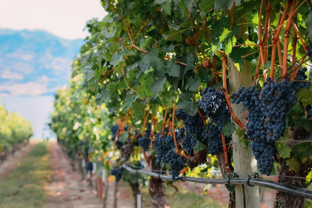 Infographic comparing conventional wine vs organic wine vs fair-trade organic wine showing pesticide use, sulfite levels, worker conditions, and skin impact