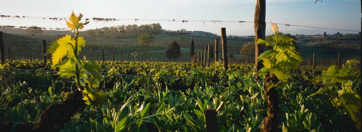 Infographic showing biodiversity impact: Conventional vs. Wildlife-Friendly Organic Vineyards. Columns show bee counts, soil microbes, bird species, and grape antioxidant levels.