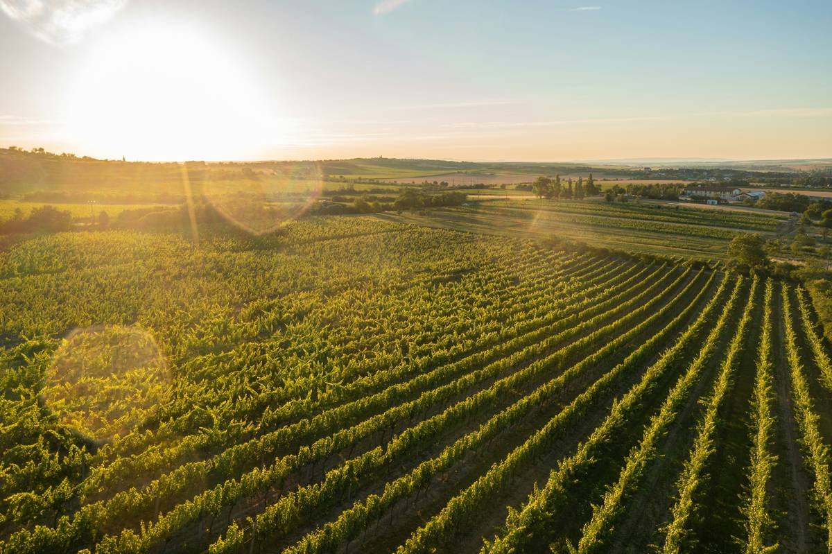 Infographic showing how sulfites, sugar, and additives in conventional wine cause skin inflammation vs. clean ingredients in low-impact organic wine supporting skin barrier health