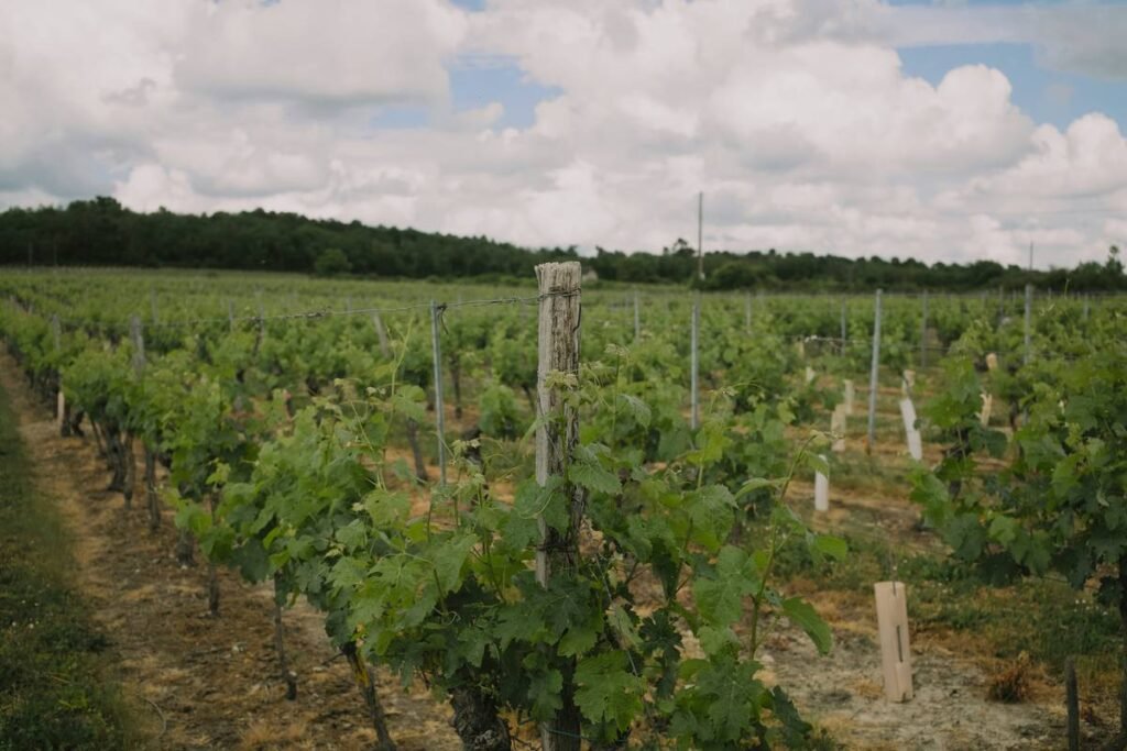 What Are Closed-Loop Organic Wines—and Why Your Skin (and Planet) Will Thank You