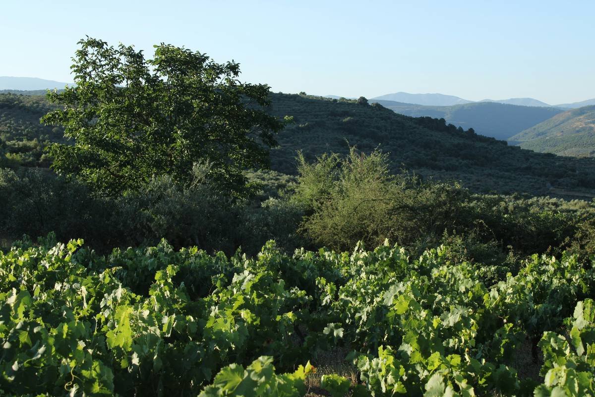 What Are Raw Organic Wine Beverages—and Why Your Skin & Sip Game Deserves Better?