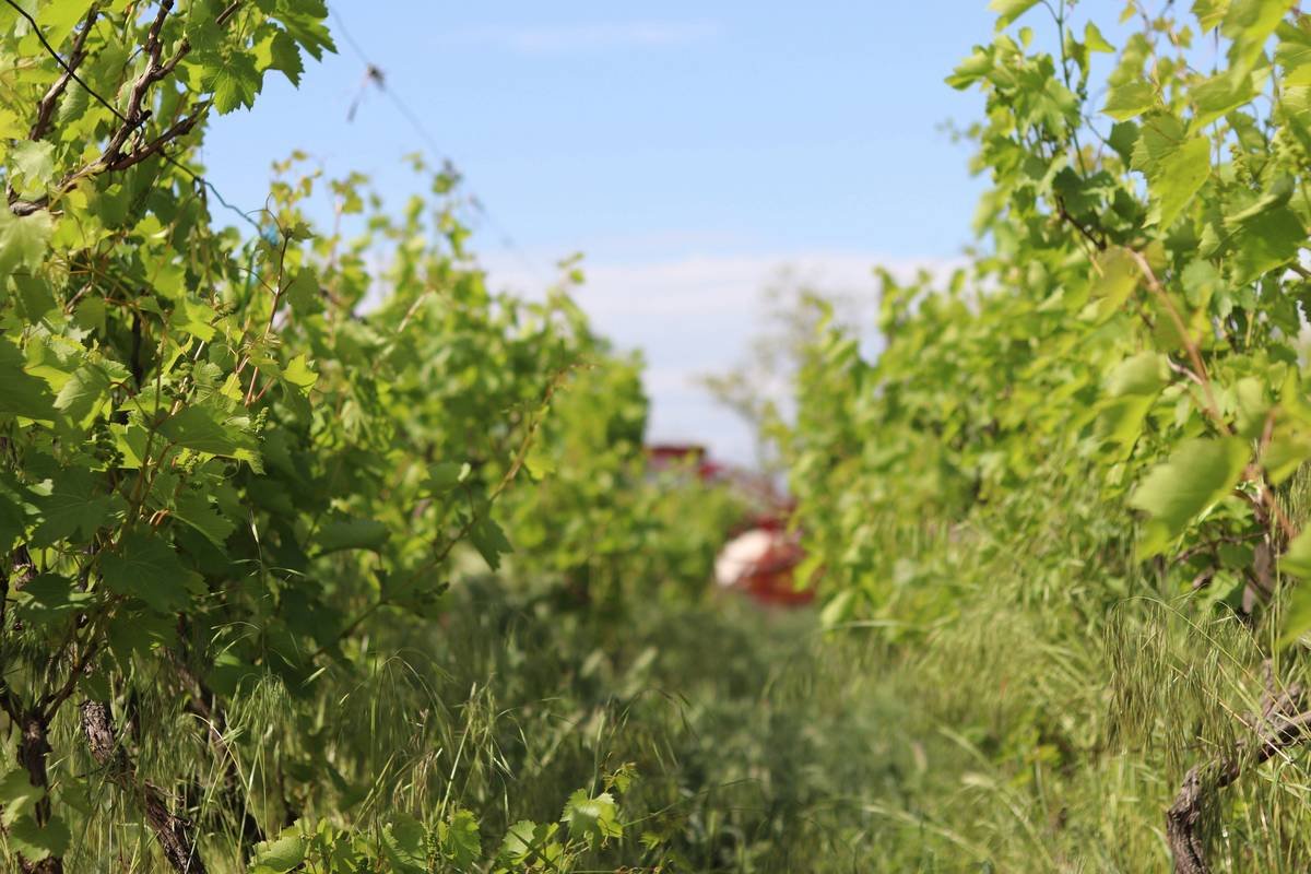 Why Heritage-Vine Organic Wines Belong in Your Natural Beauty Ritual
