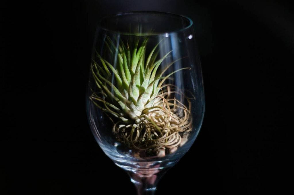 Why Low-Impact Organic Wines Are the Secret Skincare Ingredient You Didn’t Know You Needed