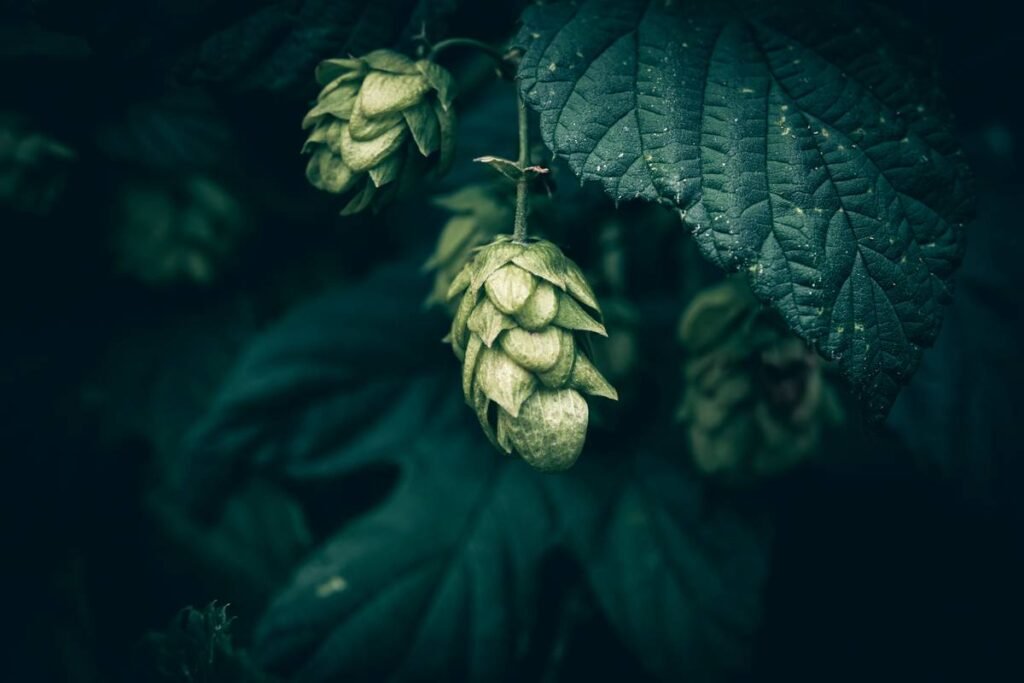 Why Naturally Fermented Beverages Belong in Your Organic Beauty Routine