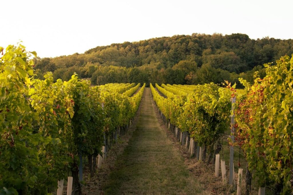 Why Renewable-Energy-Made Wines Are the Secret Elixir of Clean Beauty Lovers