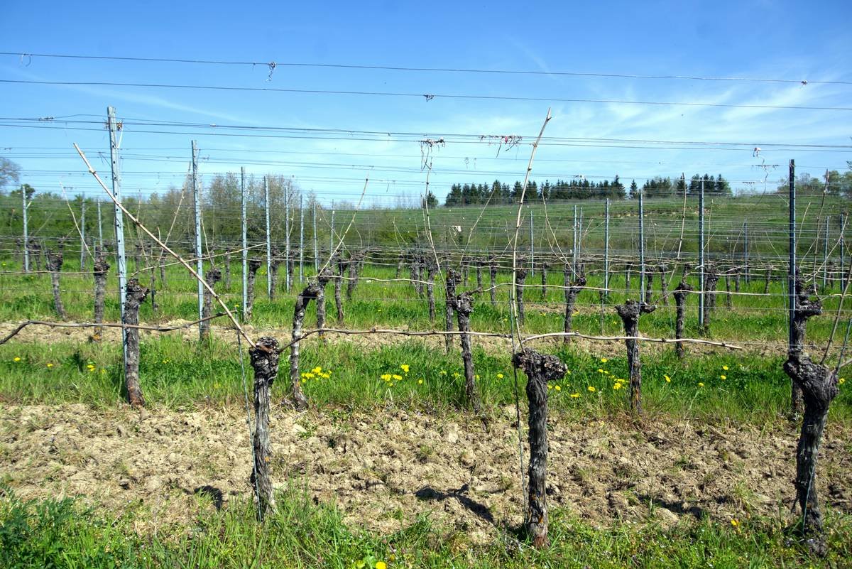 Why Vineyard-Direct Organic Beverages Are the Secret Elixir of Your Clean Beauty Routine