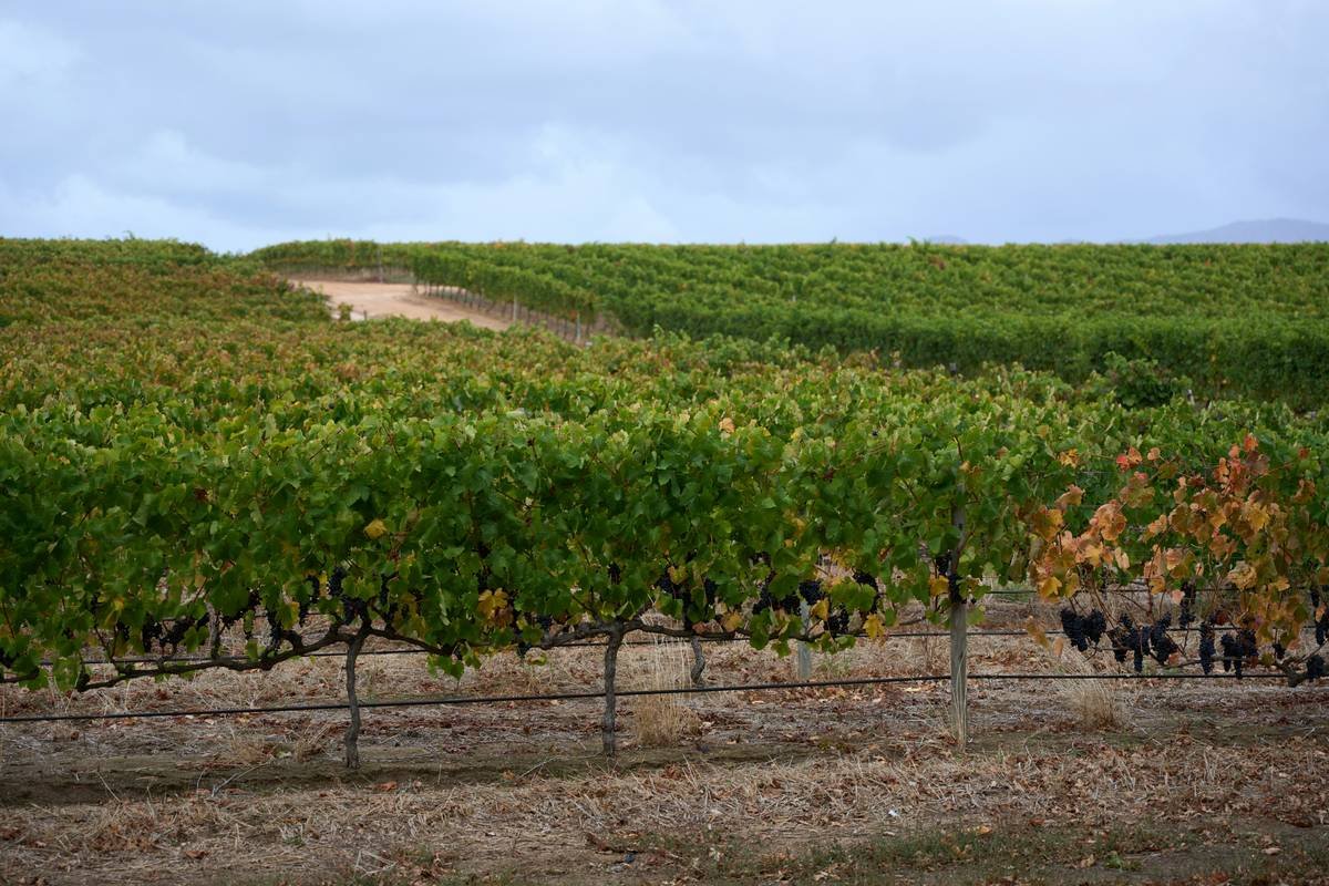 Why Wildlife-Friendly Organic Wines Are the Secret Elixir Your Skin—and the Planet—Deserve