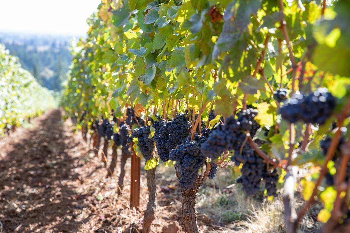 Why Your Skin Cares What’s in Your Glass: The Truth About Toxin-Free Organic Wines