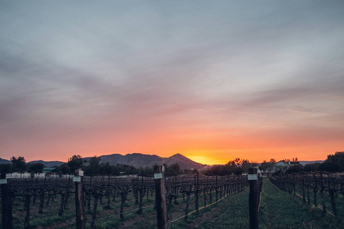 Why Your Skincare Routine Isn’t Enough—Unless You’re Drinking non-GMO Organic Wines
