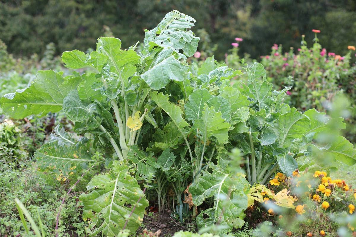 Diagram showing how permaculture practices like cover cropping, compost tea, and polyculture increase soil organic matter and microbial diversity in vineyards