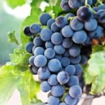 Holistic Organic Wine Making: Beyond the Label Hype