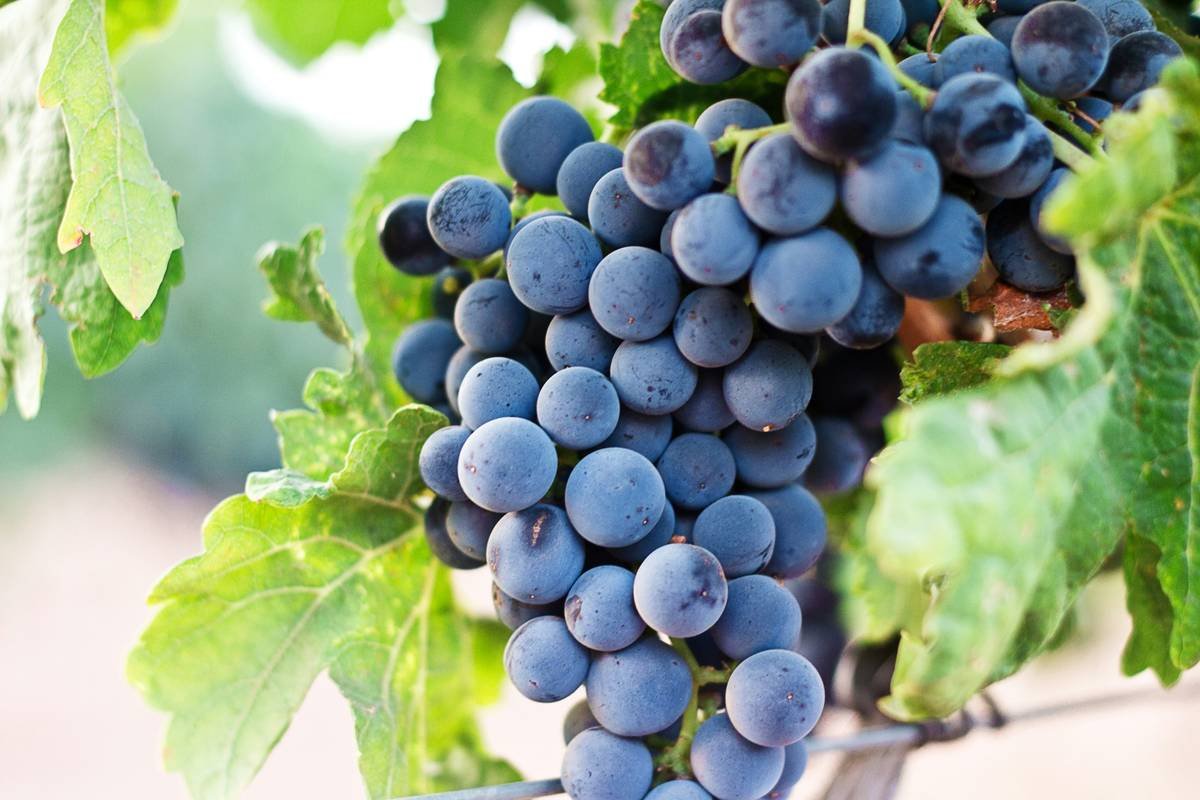 Holistic Organic Wine Making: Beyond the Label Hype