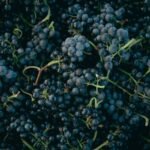 Why Energy-Efficient Organic Wines Are the Future of Eco-Conscious Drinking