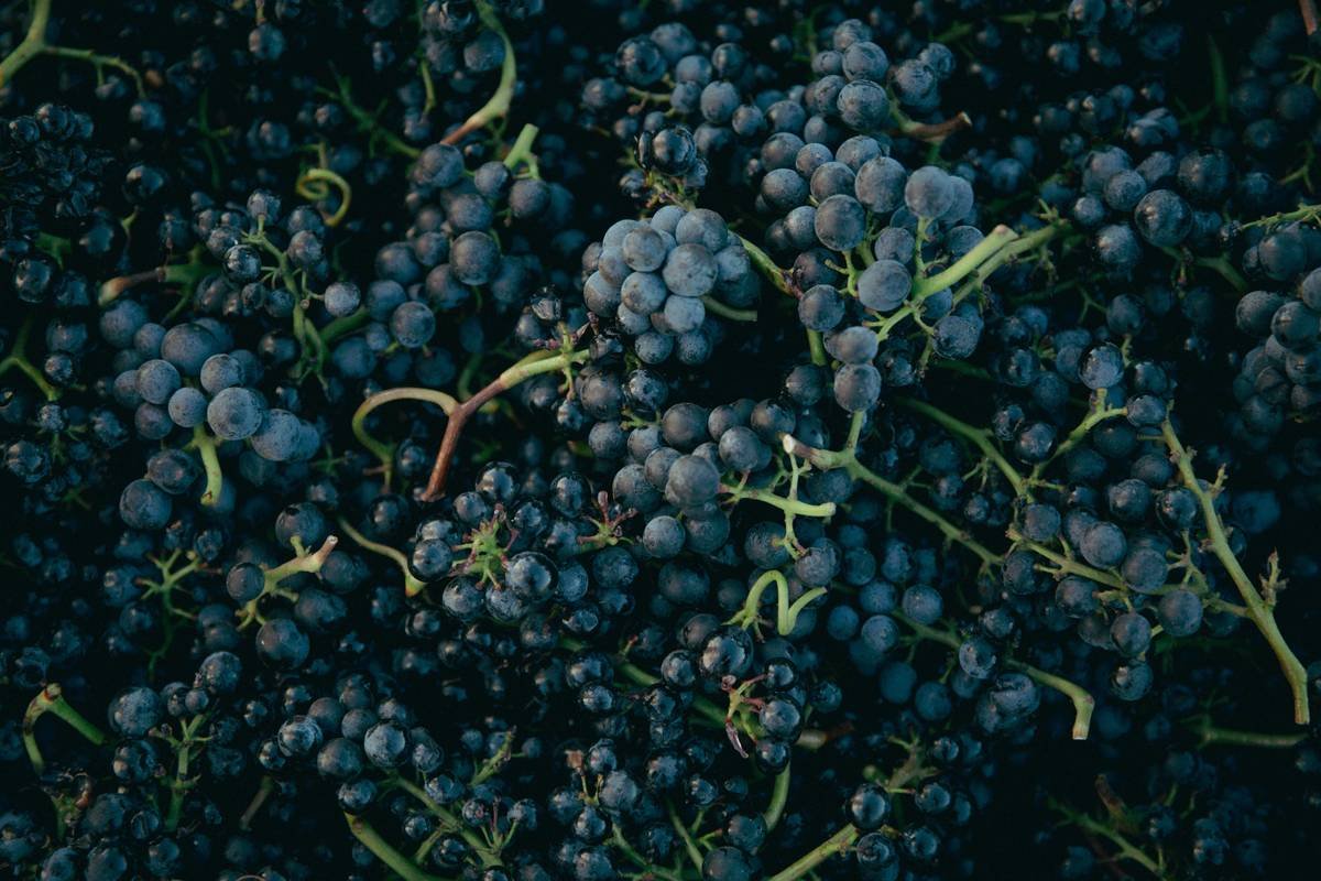 Why Energy-Efficient Organic Wines Are the Future of Eco-Conscious Drinking