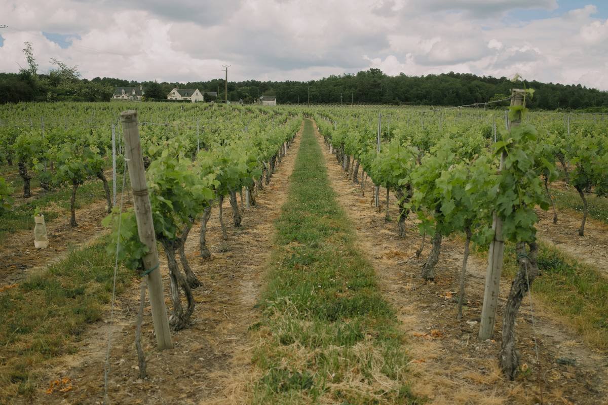 Why resilient-vine organic wines Are the Future of Sustainable Sipping